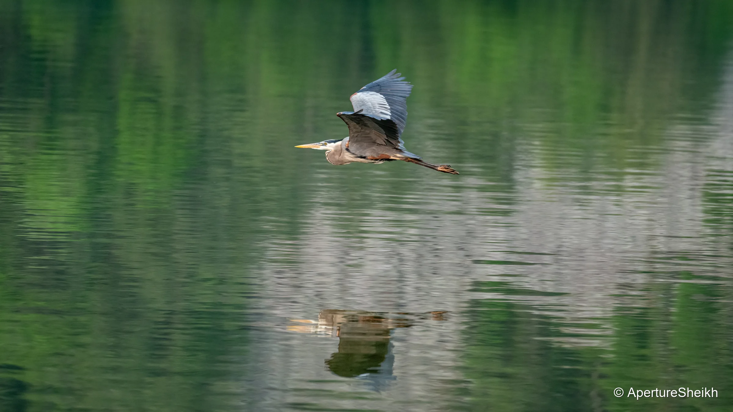 Great Blue Heron in Flight